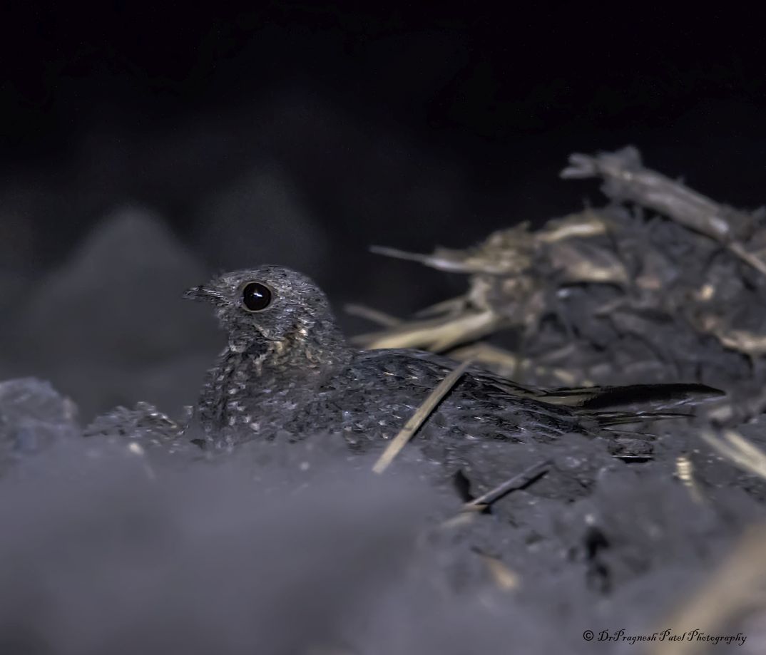 Savanna Nightjar